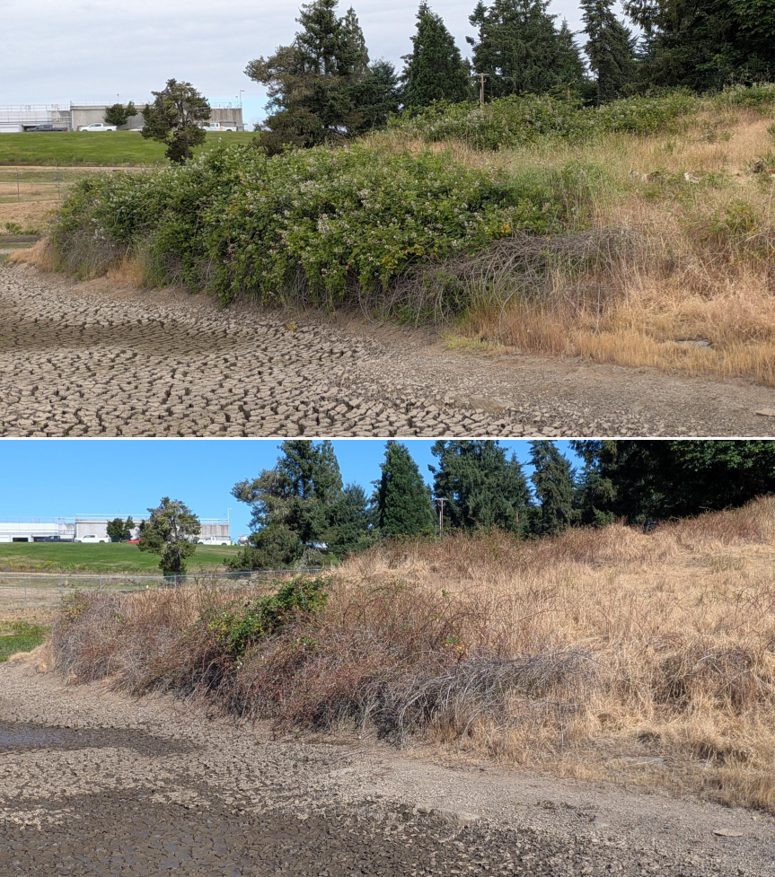 Before and after goat grazing in Lane County, Oregon, 06/05/26, photo 4