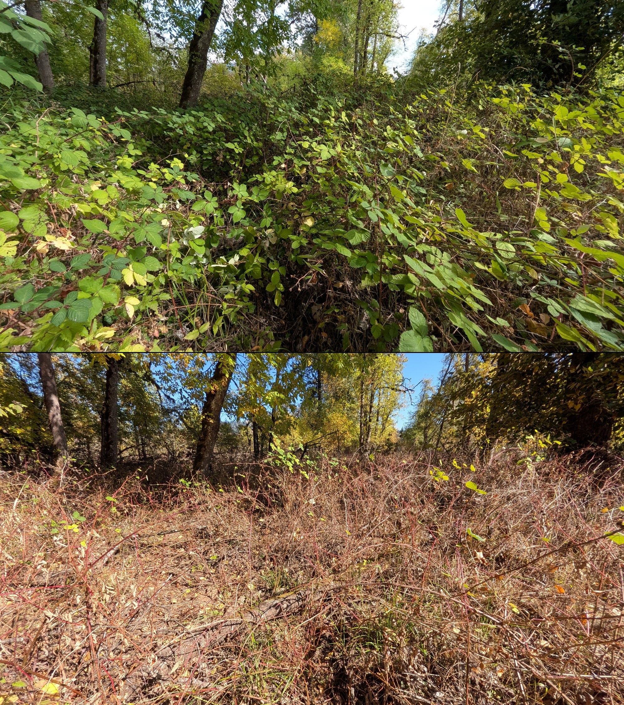 Before and after goat grazing in Lane County, Oregon, 08/27/26, photo 60