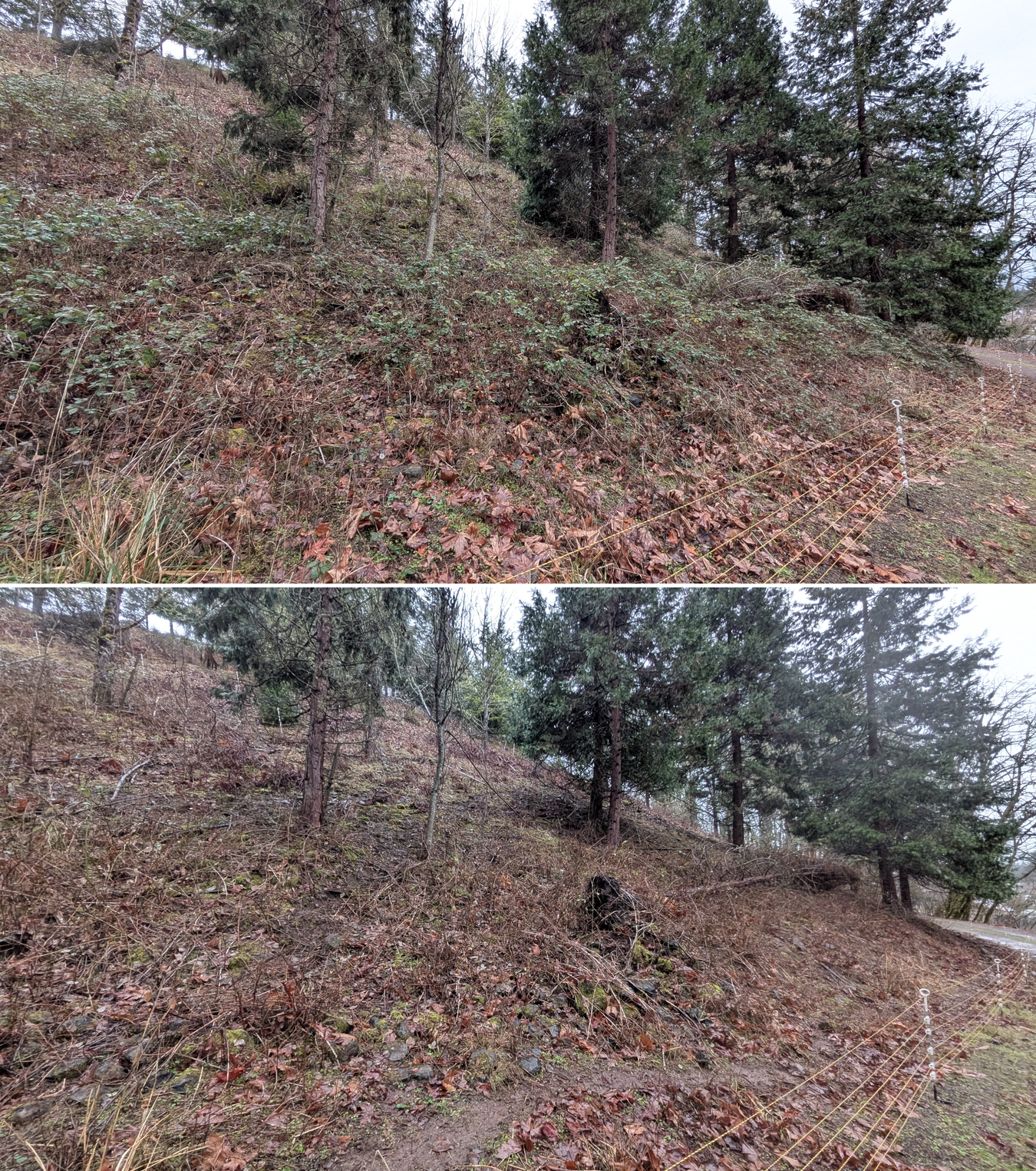 Goat grazing before and after in Springfield, Oregon, 01/29/26, photo 5