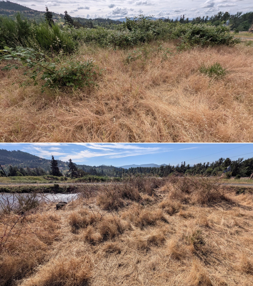 Before and after goat grazing in Lane County, Oregon, 06/05/26, photo 20