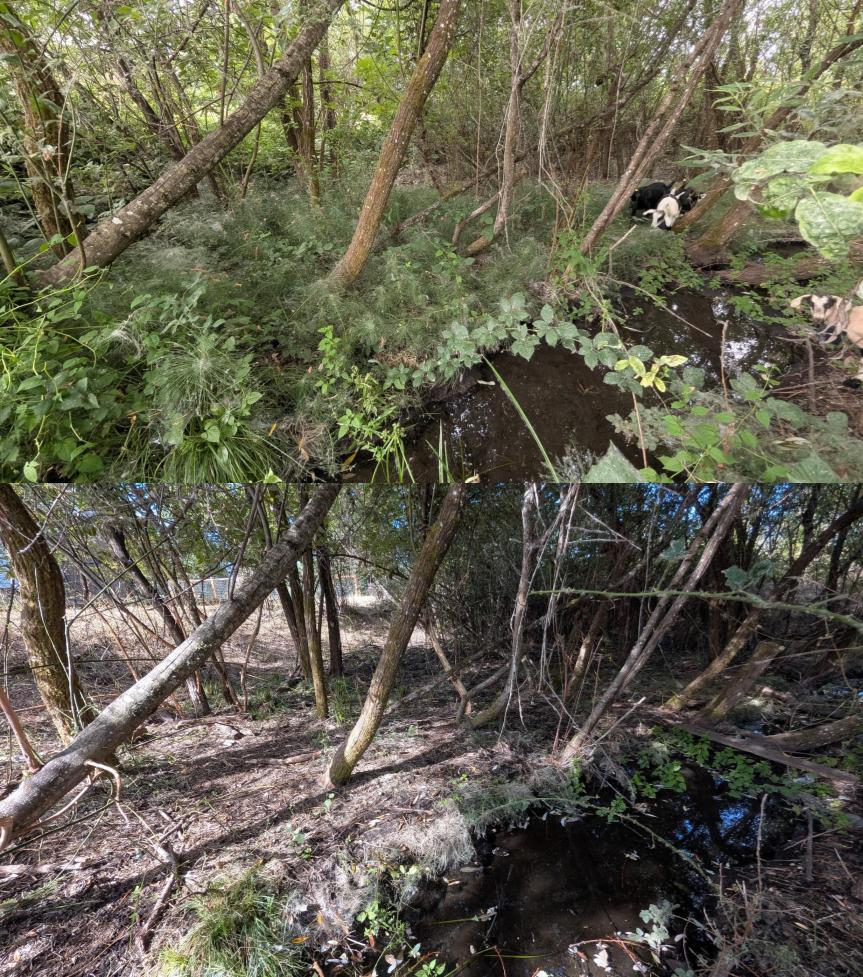 Goat grazing before and after in Springfield, Oregon, 07/25/26, photo 9