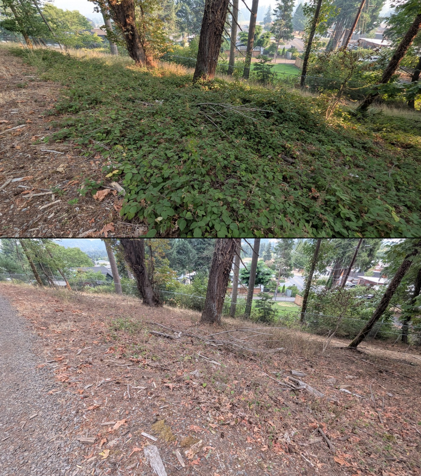 Before and after goat grazing in Lane County, Oregon, 08/05/26, photo 4