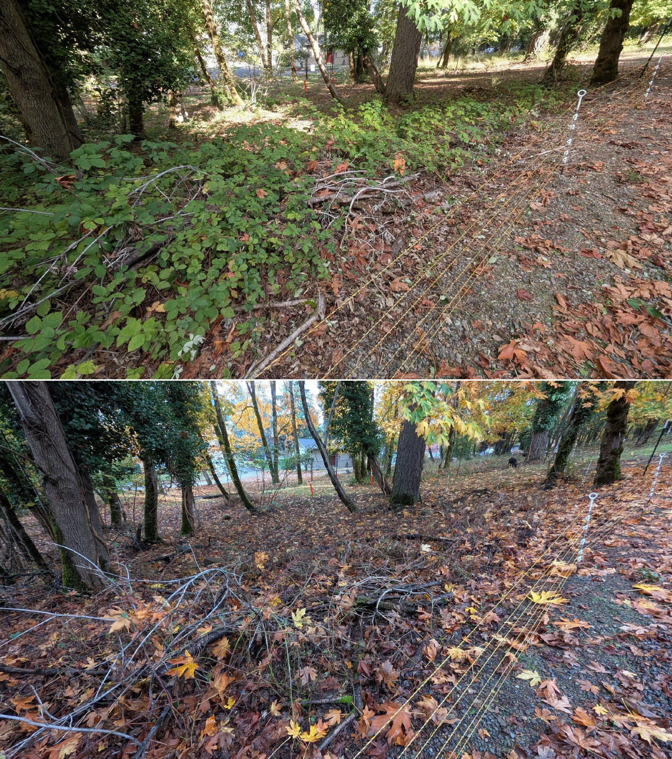 Goat grazing before and after in Springfield, Oregon, 10/16/25, photo 13