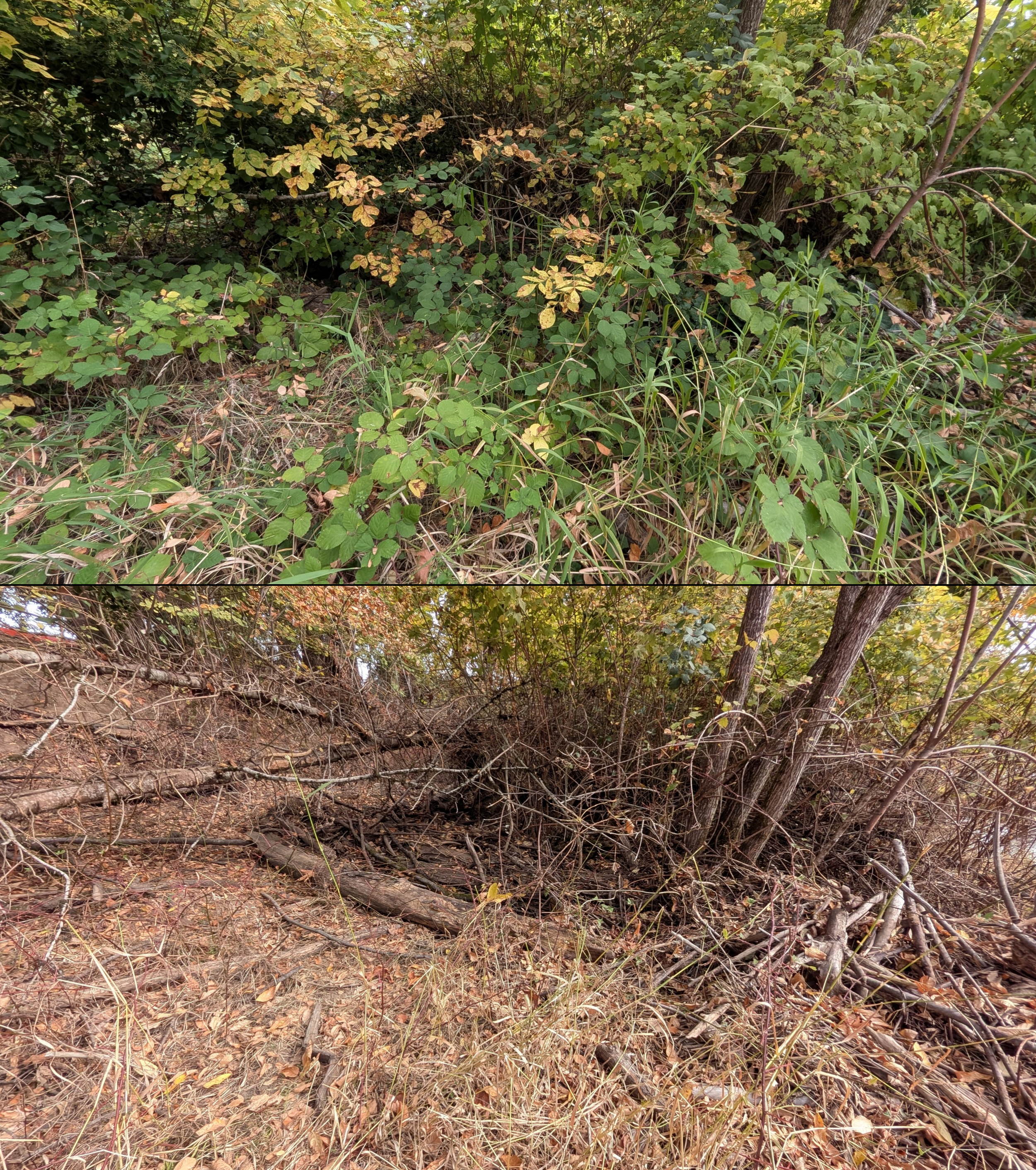 Goat grazing before and after in Springfield, Oregon, 08/27/26, photo 91