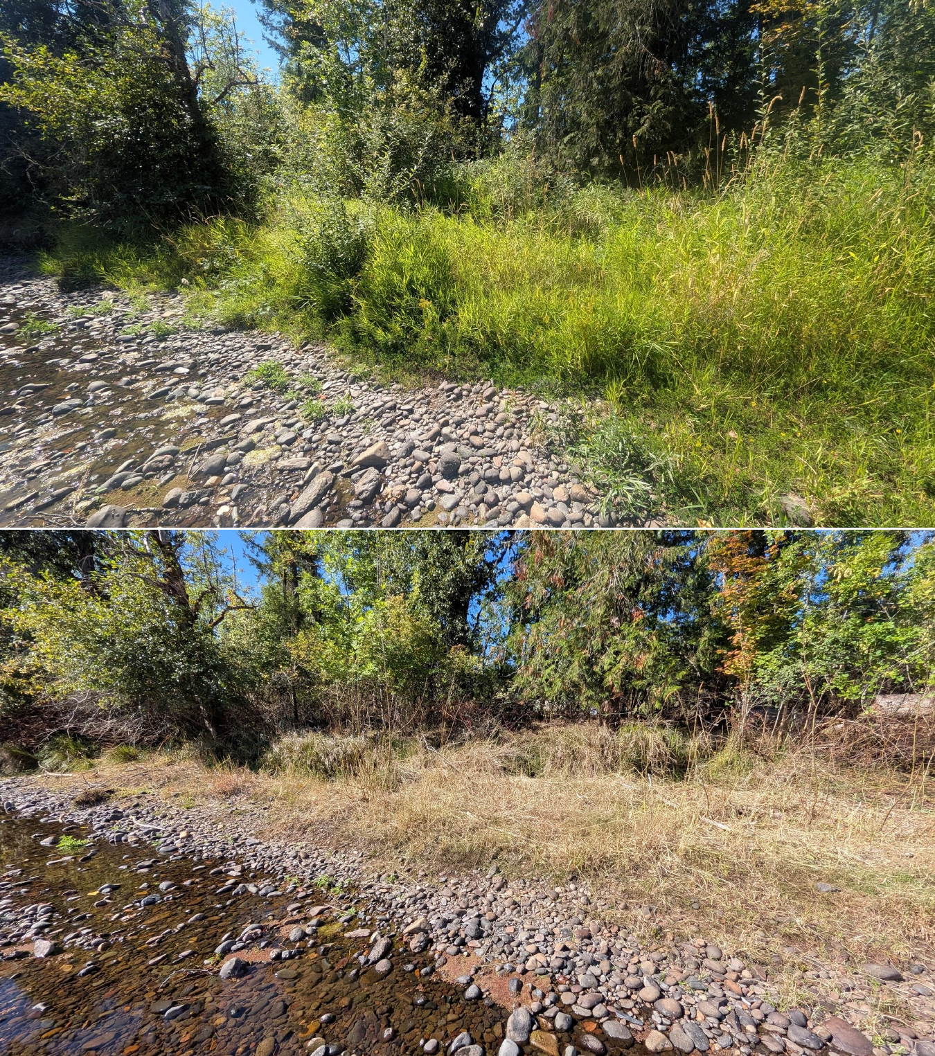 Goat grazing before and after in Springfield, Oregon, 08/27/26, photo 9