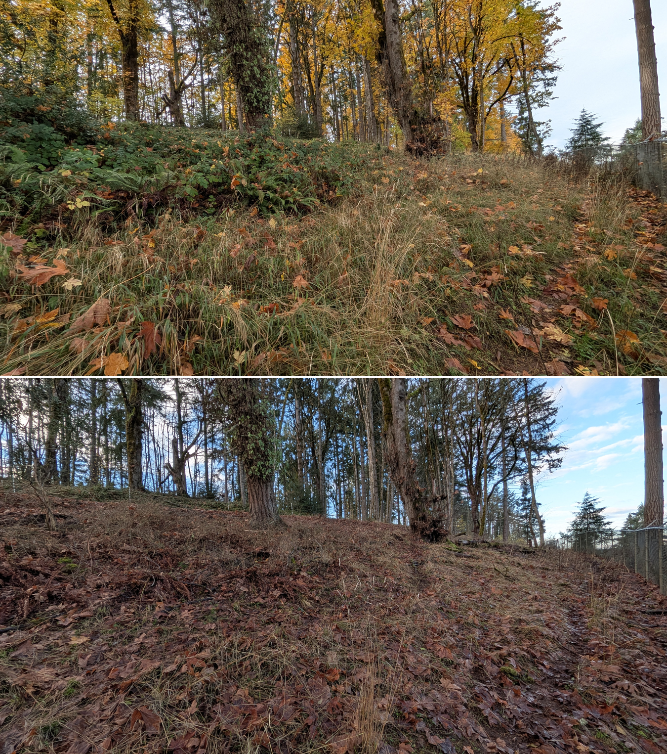 Before and after goat grazing in Lane County, Oregon, 11/01/25, photo 6