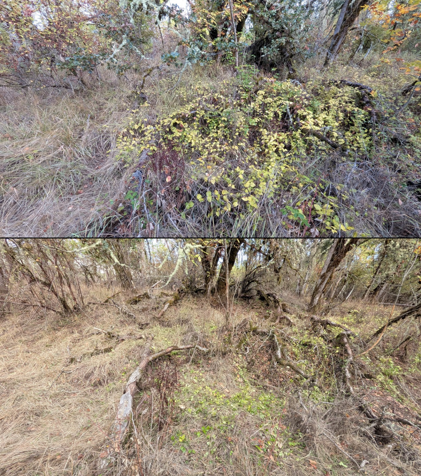 Before and after goat grazing in Lane County, Oregon, 08/27/26, photo 44