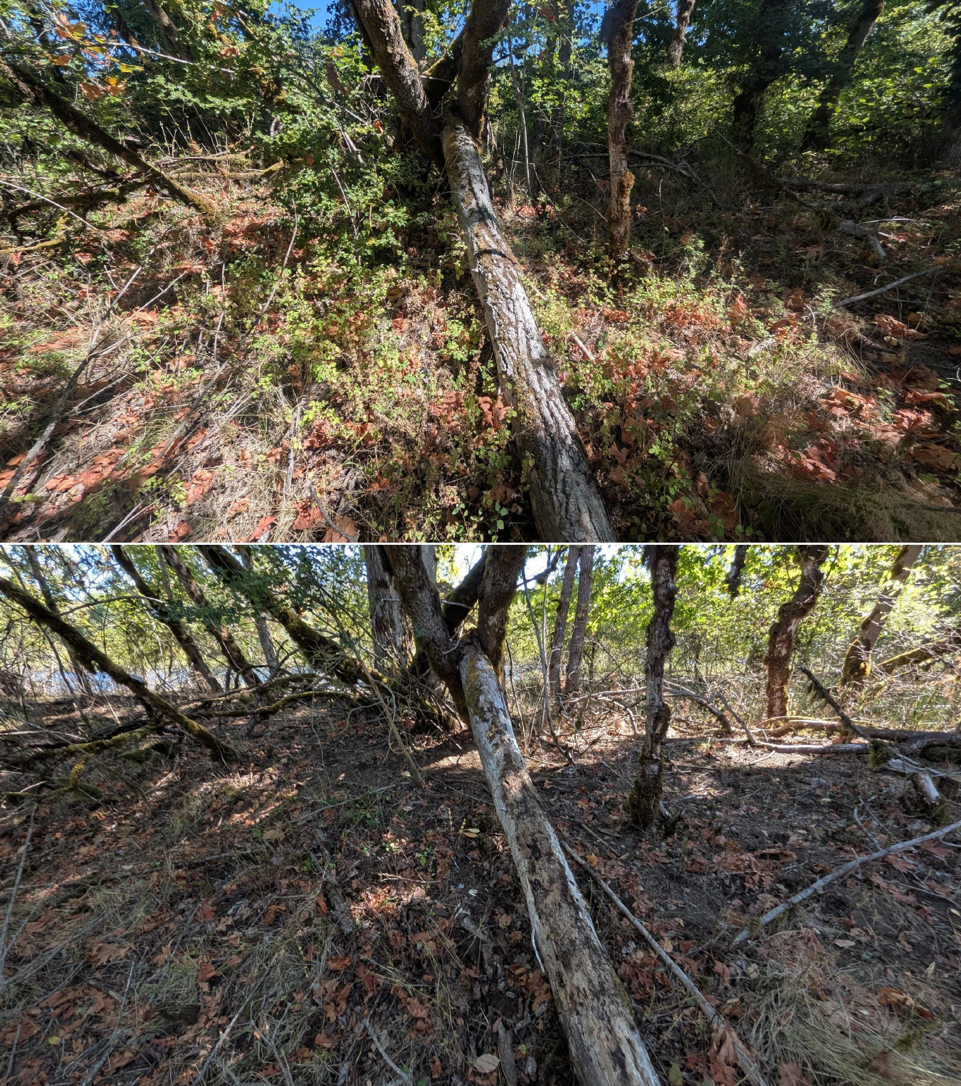Before and after goat grazing in Lane County, Oregon, 08/27/26, photo 28