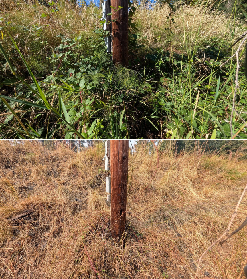 Goat grazing before and after in Springfield, Oregon, 07/27/26, photo 3