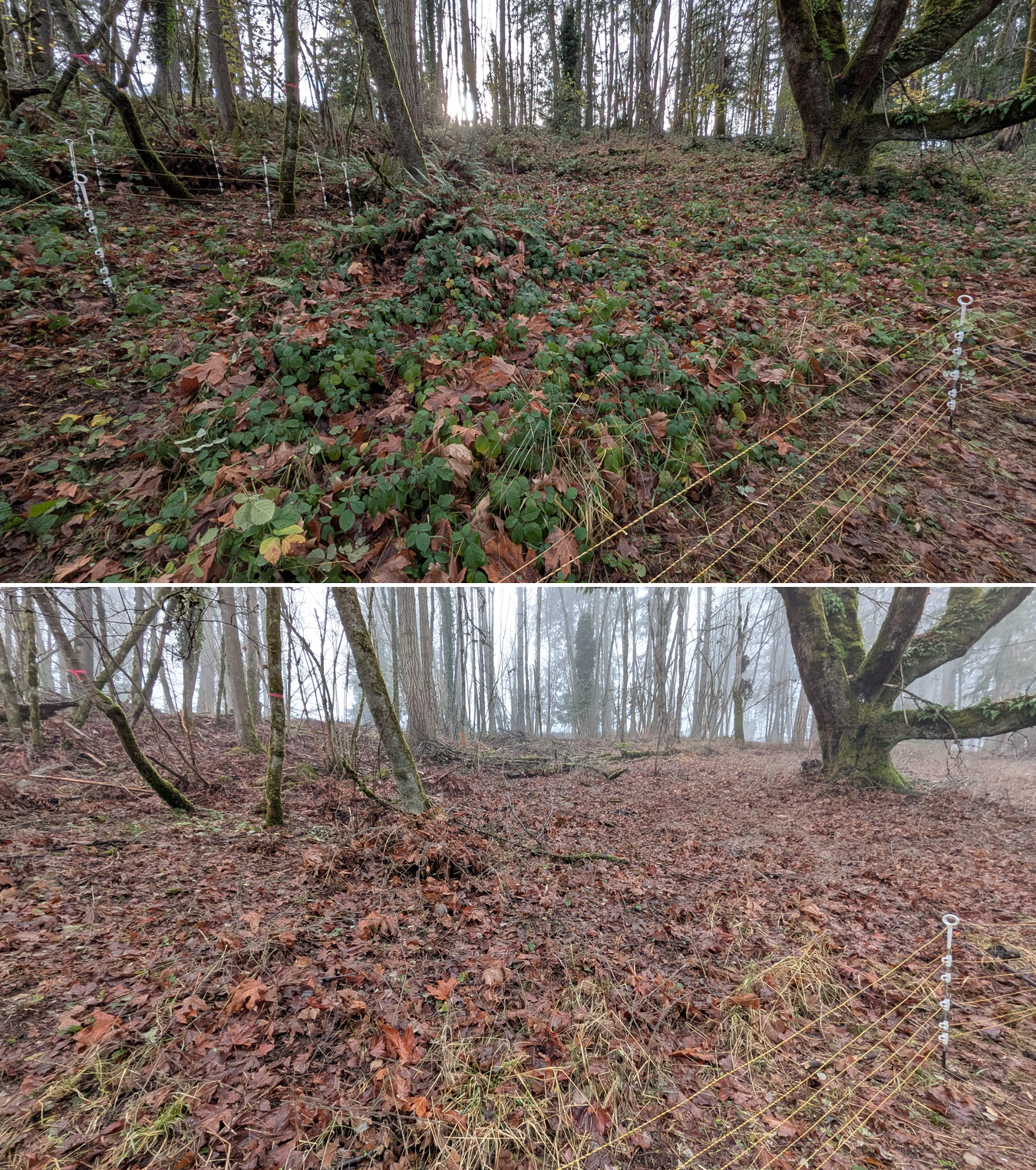 Before and after goat grazing in Lane County, Oregon, 12/01/25, photo 12