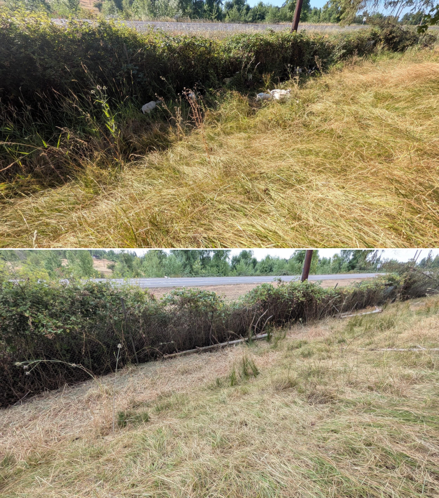 Before and after goat grazing in Lane County, Oregon, 07/21/26, photo 10