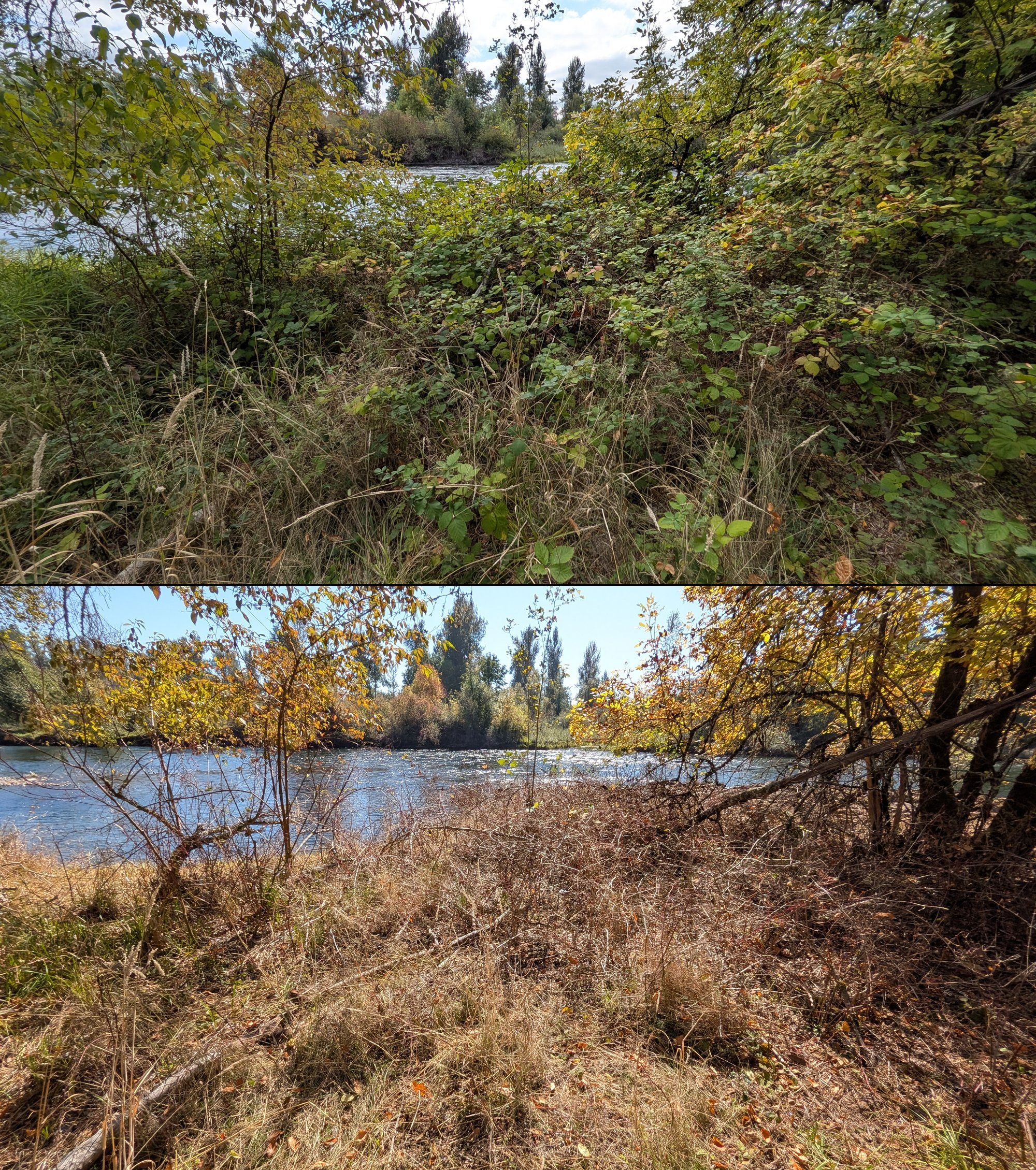 Goat grazing before and after in Springfield, Oregon, 08/27/26, photo 63