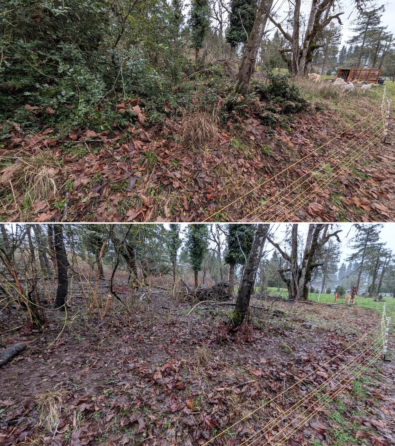 Goat grazing before and after in Springfield, Oregon, 01/29/26, photo 1
