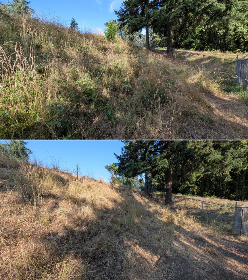 Before and after goat grazing in Lane County, Oregon, 07/06/26, photo 10