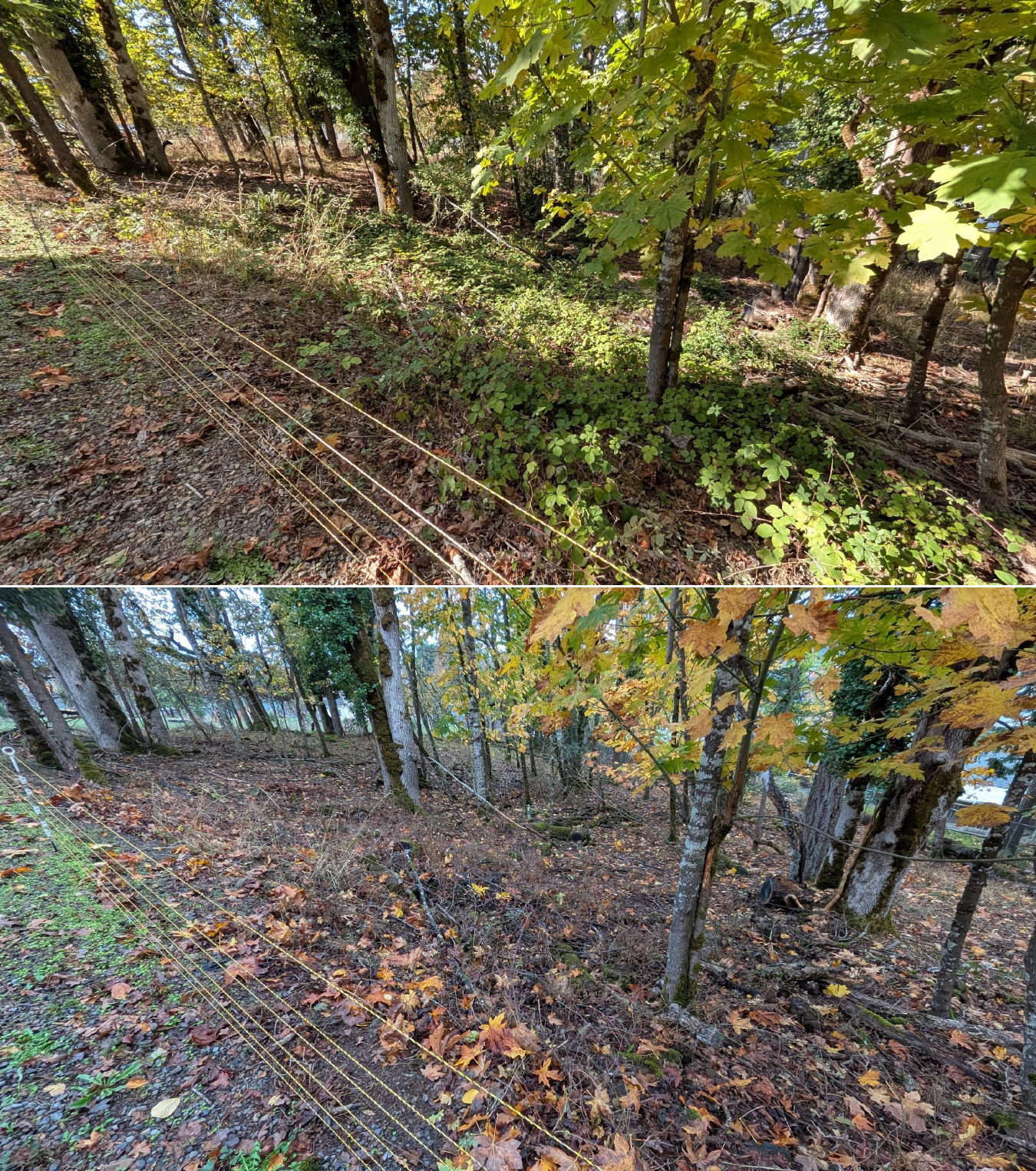 Goat grazing before and after in Springfield, Oregon, 10/16/25, photo 1