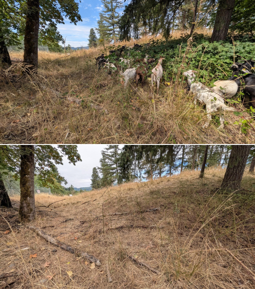 Before and after goat grazing in Lane County, Oregon, 07/21/26, photo 2