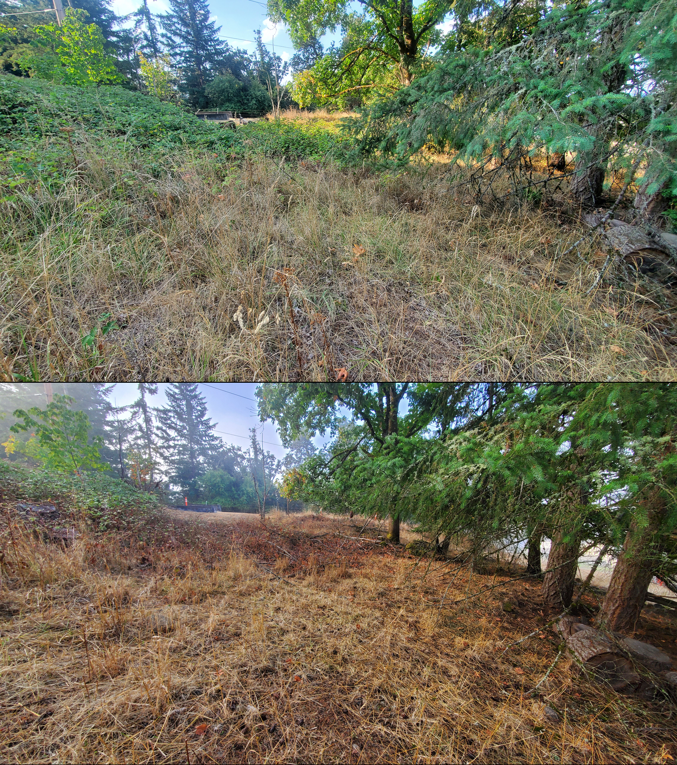 Goat grazing before and after in Springfield, Oregon, 09/08/25, photo 11