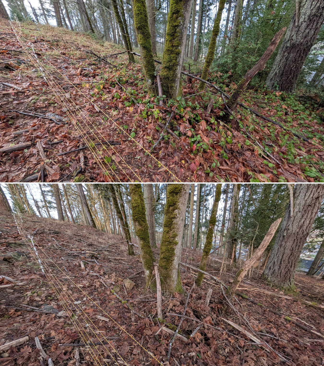 Goat grazing before and after in Springfield, Oregon, 12/23/25, photo 3