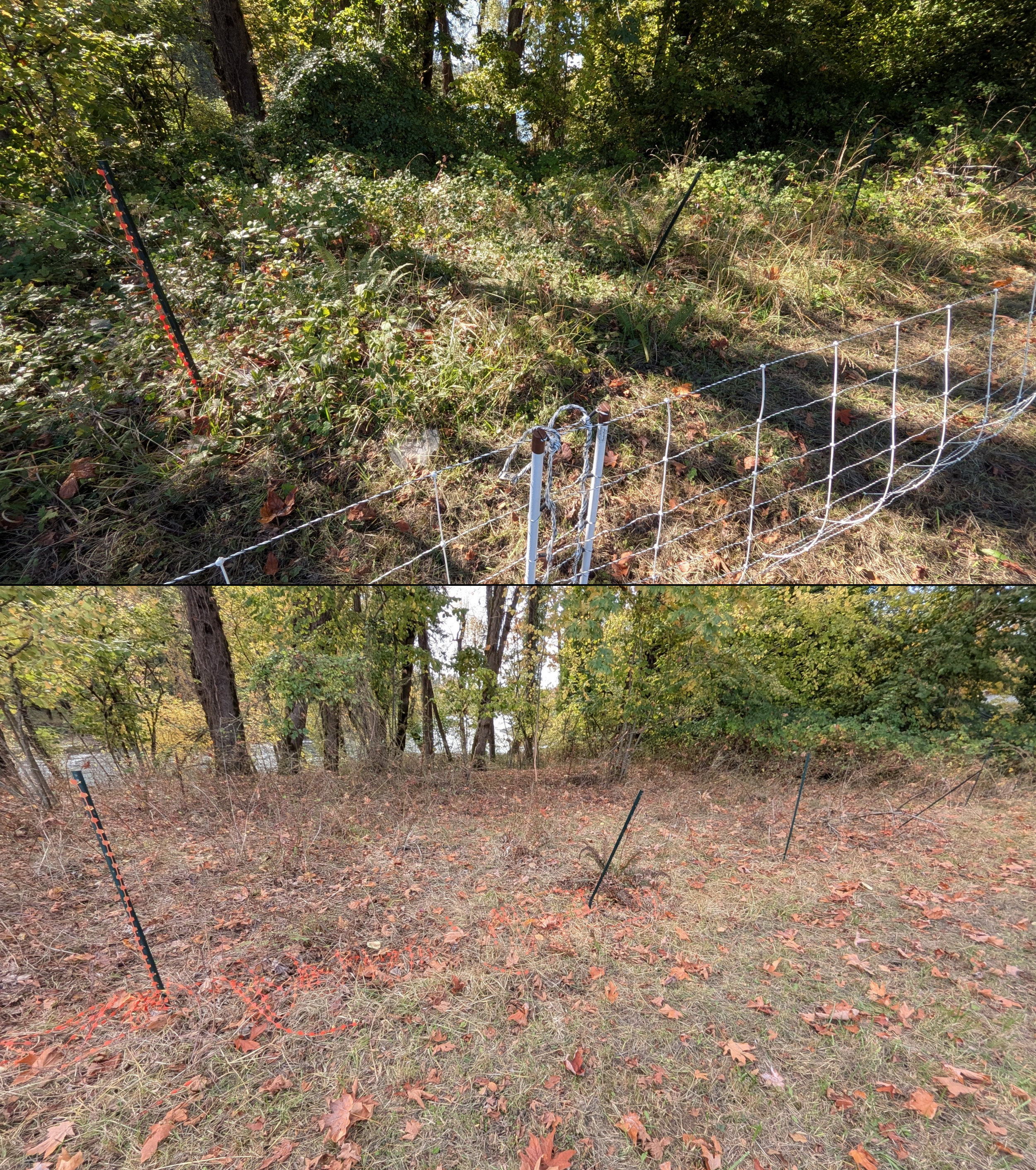 Goat grazing before and after in Springfield, Oregon, 08/27/26, photo 111