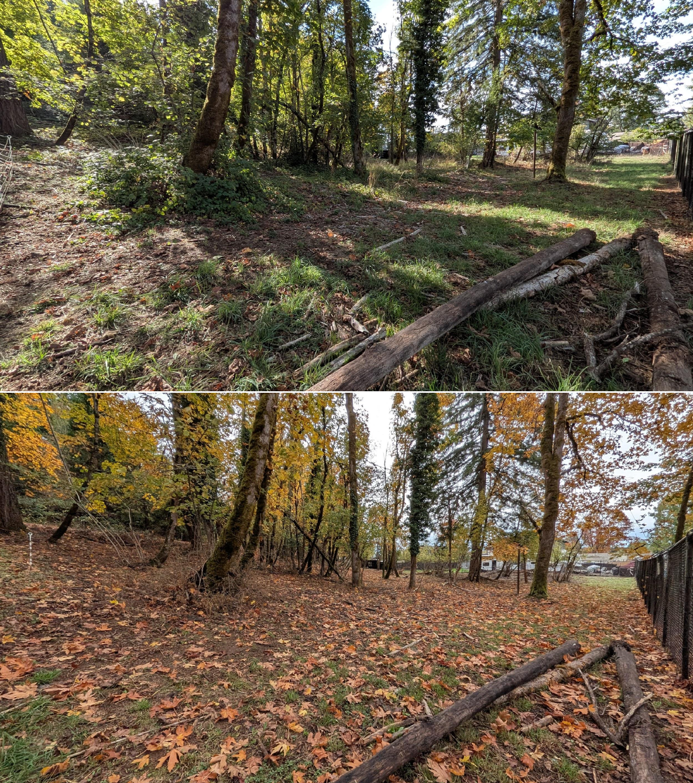 Before and after goat grazing in Lane County, Oregon, 10/16/25, photo 28