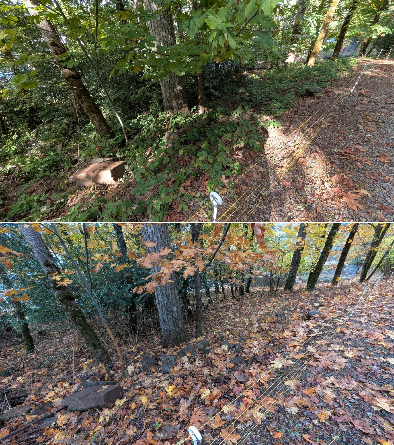 Goat grazing before and after in Springfield, Oregon, 10/16/25, photo 5