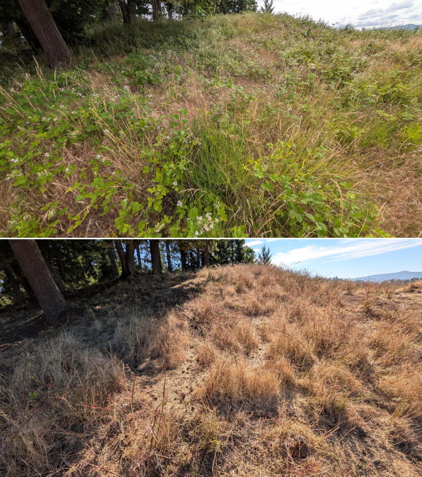 Before and after goat grazing in Lane County, Oregon, 06/05/26, photo 12