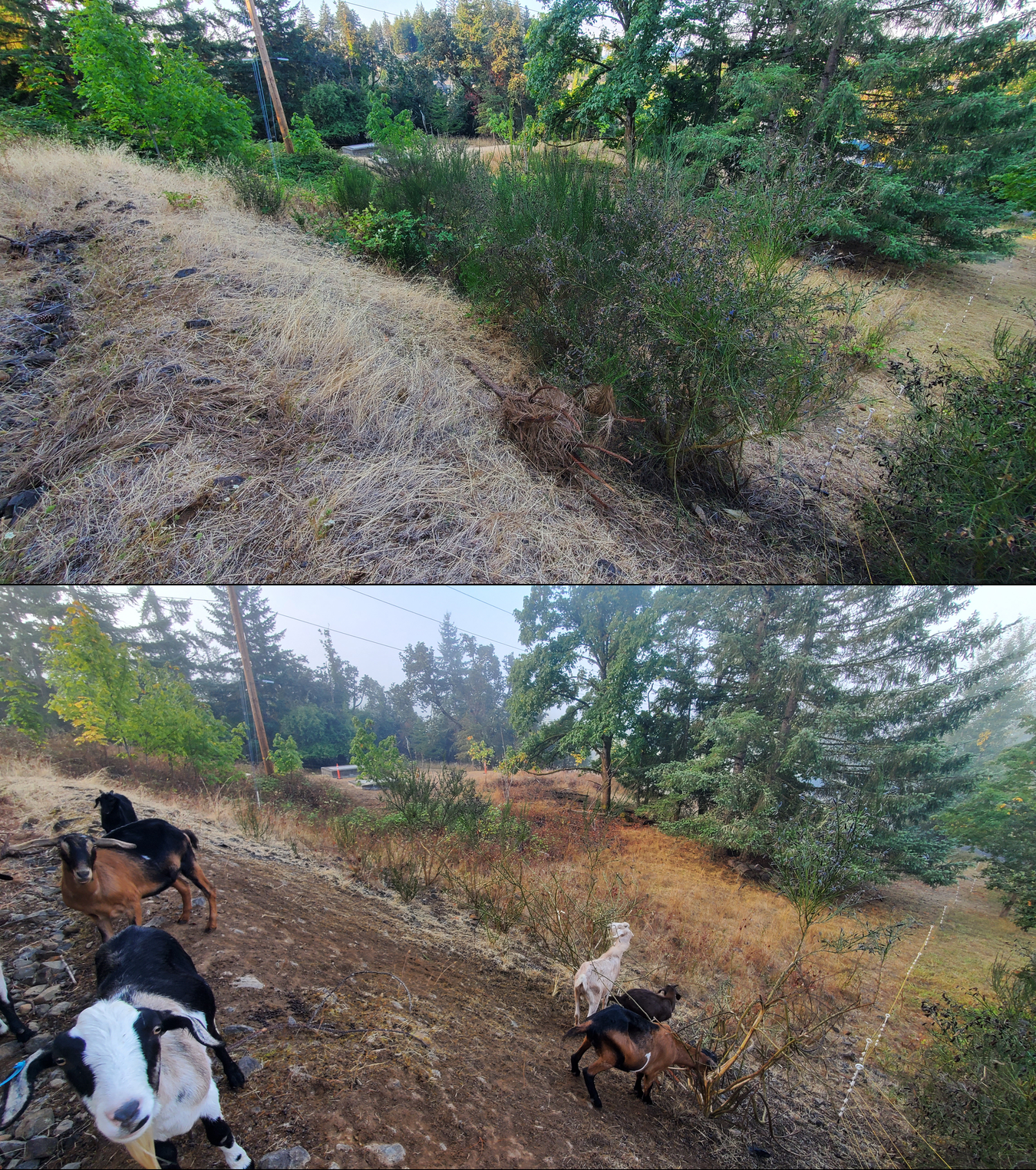 Before and after goat grazing in Lane County, Oregon, 09/08/25, photo 10