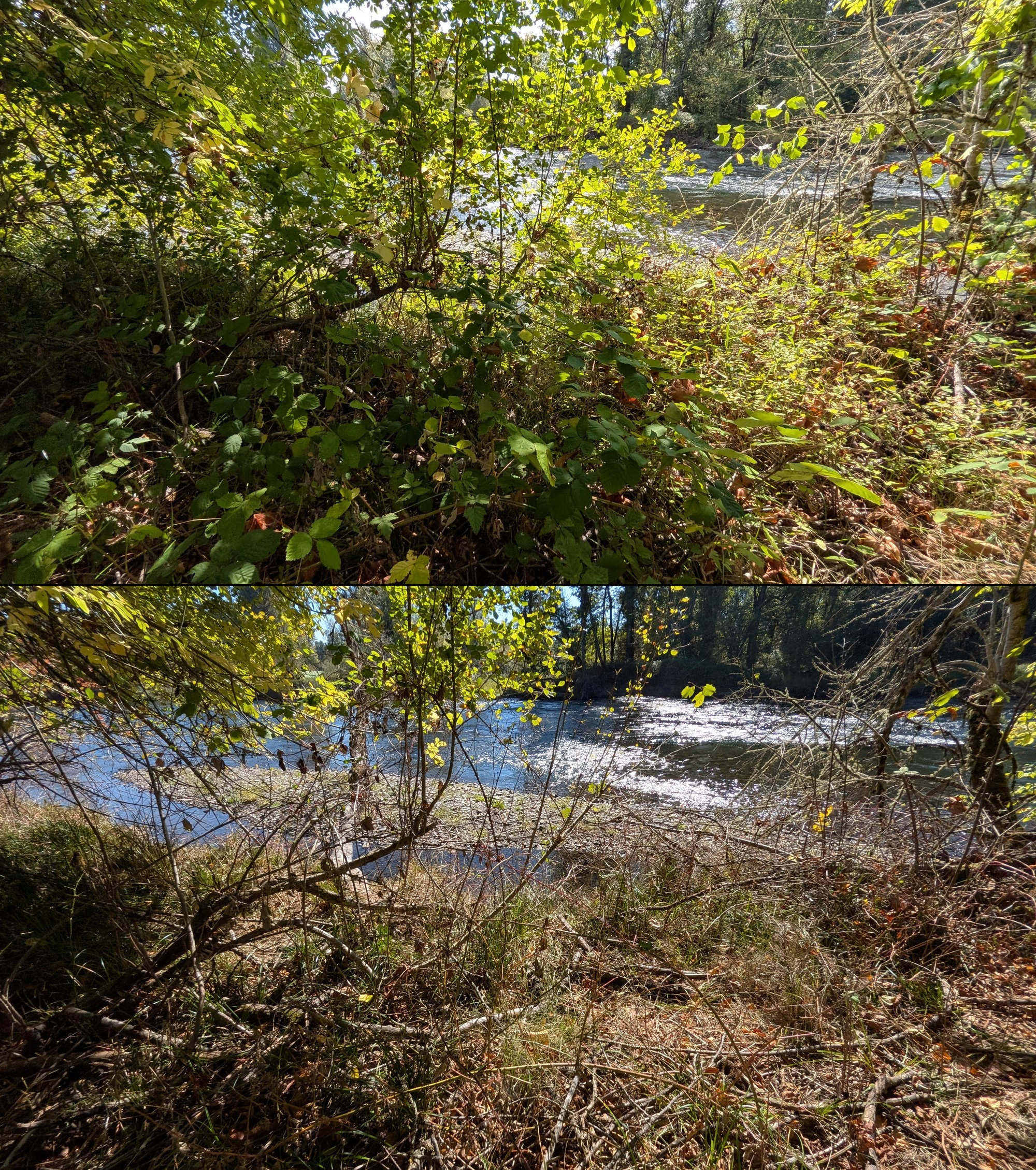 Before and after goat grazing in Lane County, Oregon, 08/27/26, photo 74