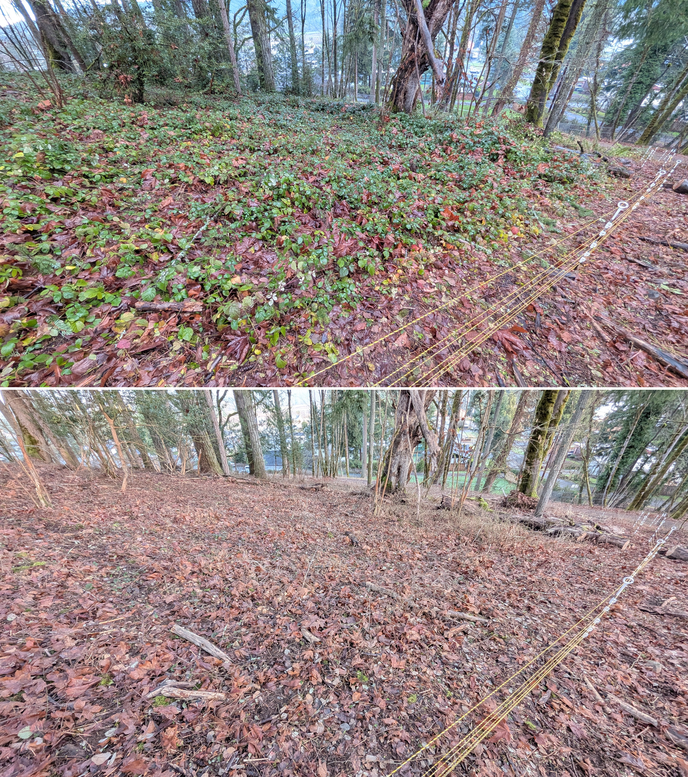 Before and after goat grazing in Lane County, Oregon, 12/23/25, photo 6