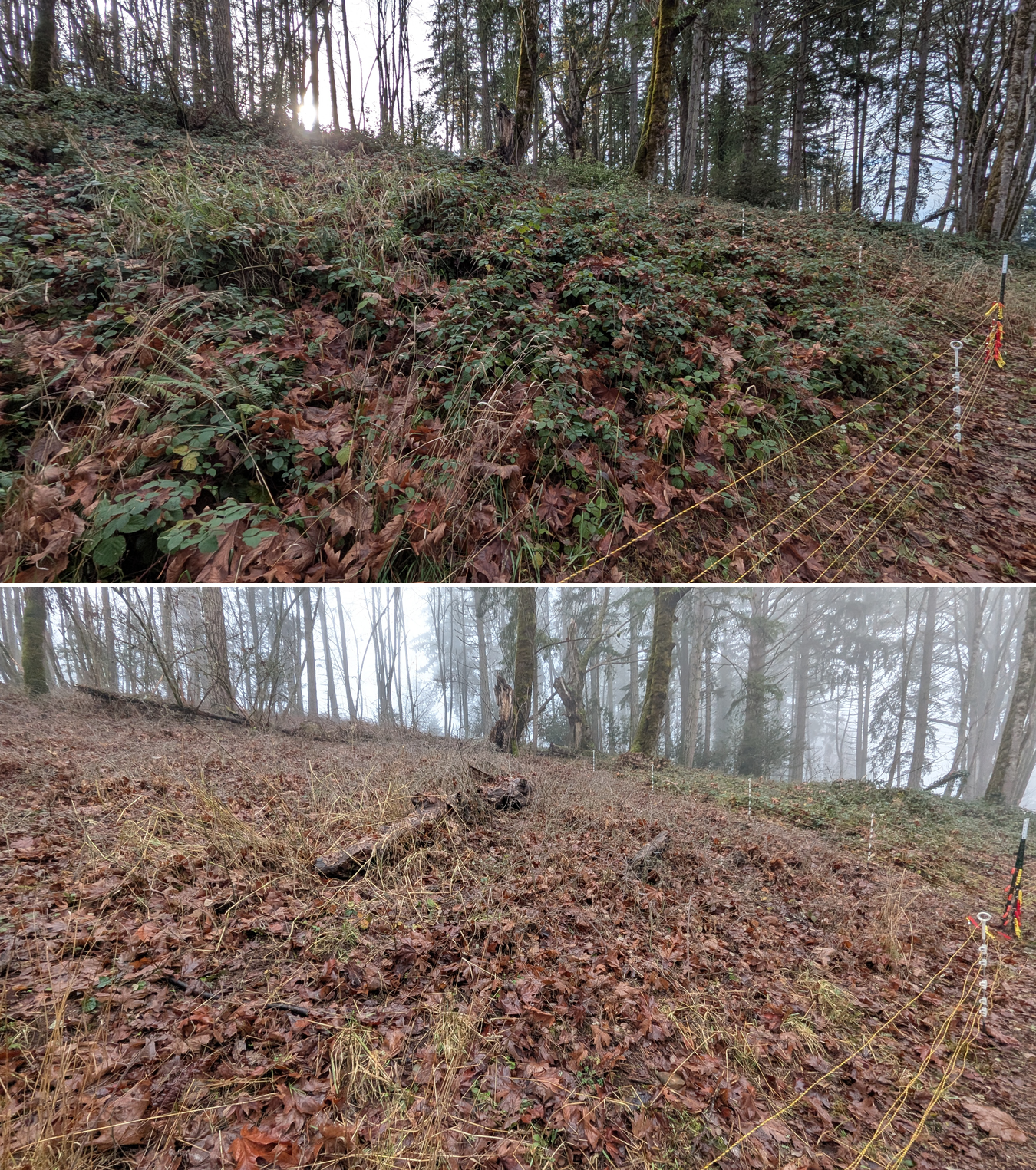 Before and after goat grazing in Lane County, Oregon, 12/01/25, photo 16