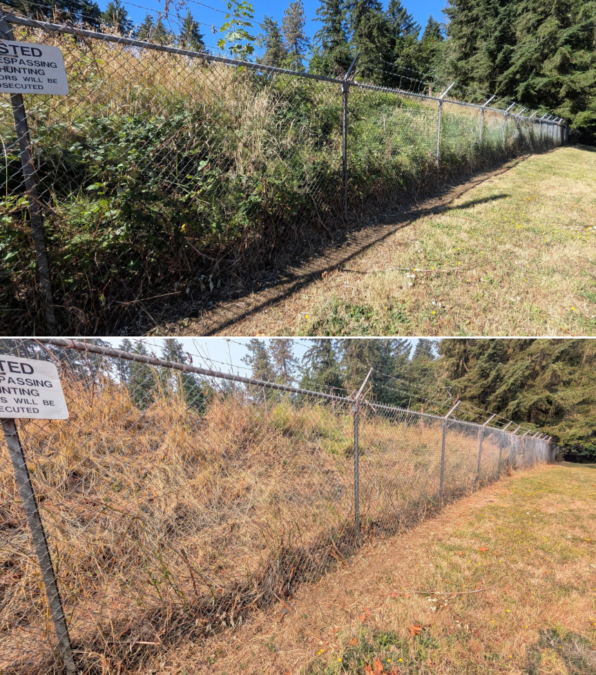 Before and after goat grazing in Lane County, Oregon, 07/27/26, photo 6