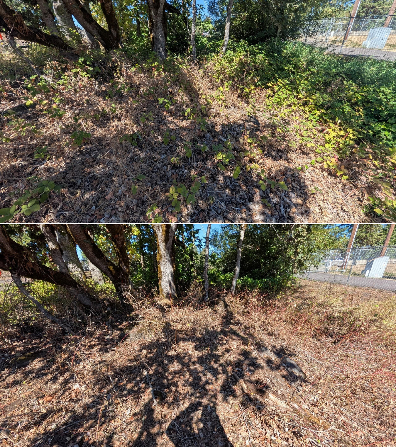 Goat grazing before and after in Springfield, Oregon, 08/27/26, photo 33