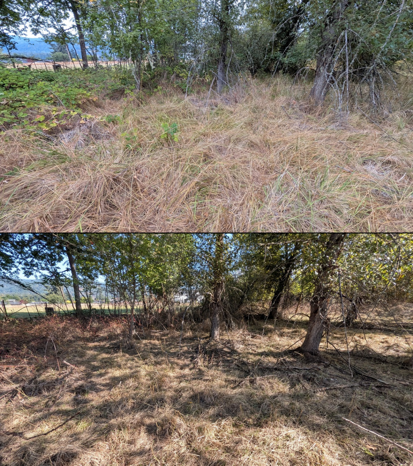 Goat grazing before and after in Springfield, Oregon, 08/16/26, photo 9