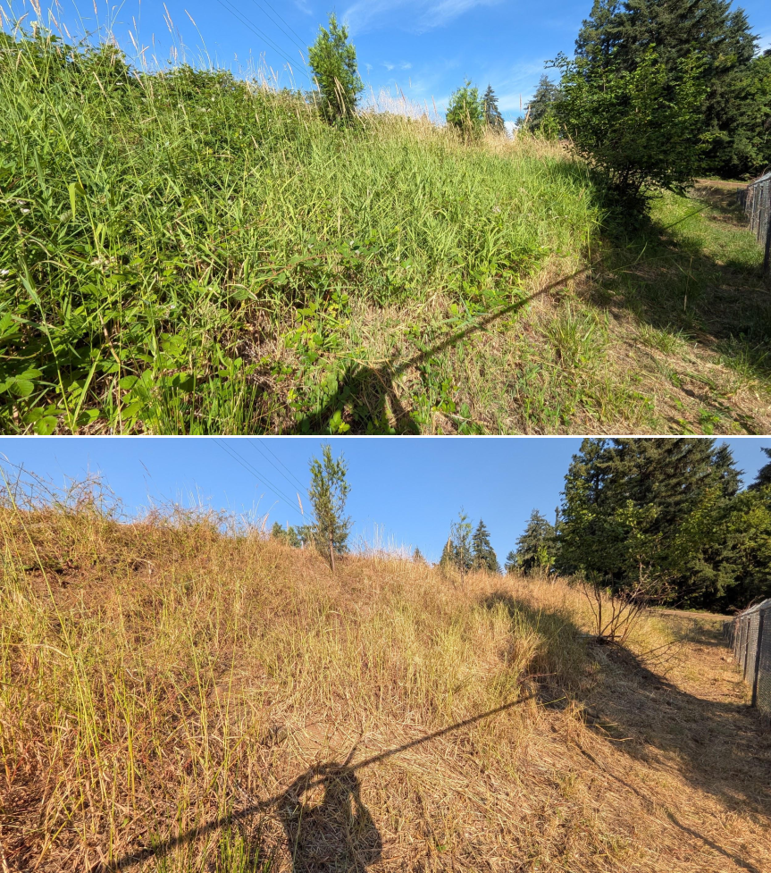 Before and after goat grazing in Lane County, Oregon, 07/06/26, photo 4