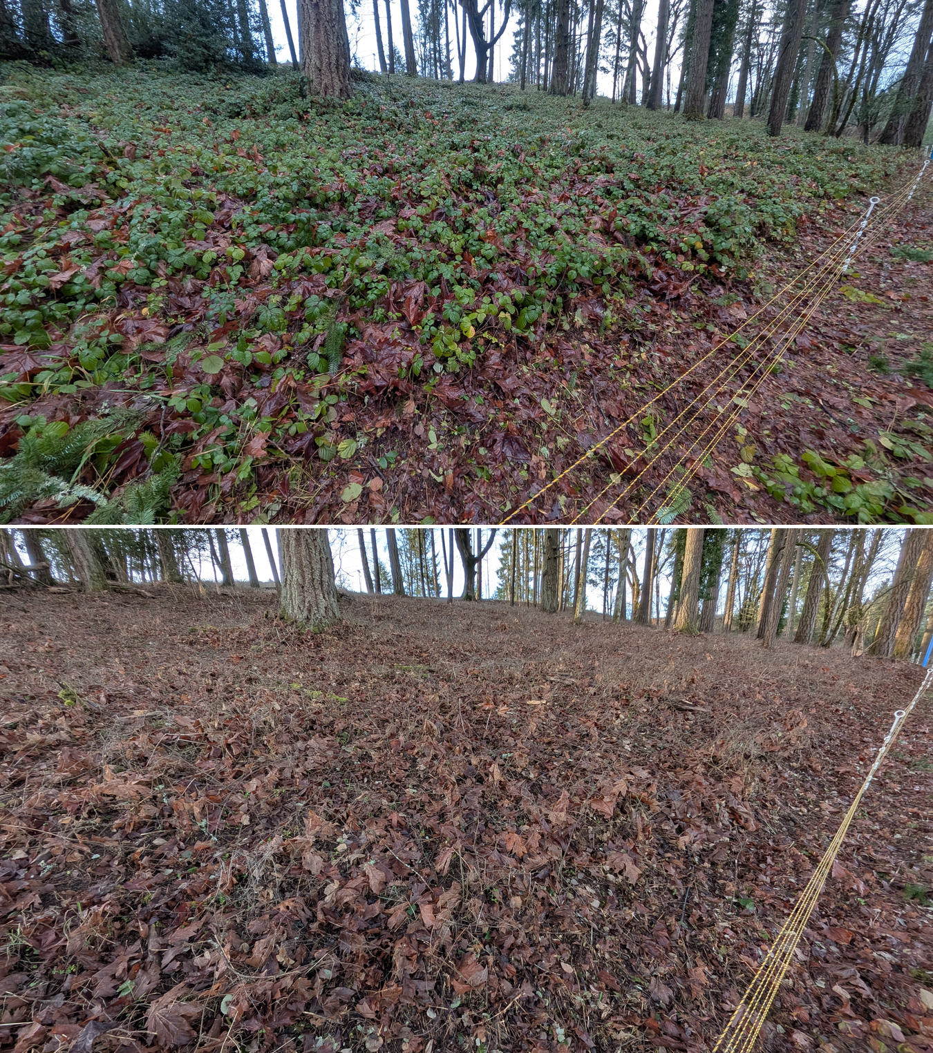 Before and after goat grazing in Lane County, Oregon, 12/23/25, photo 12