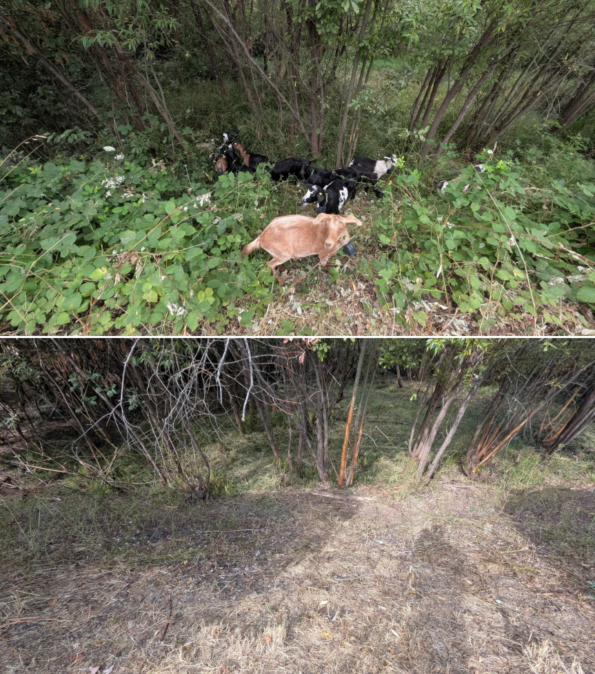 Goat grazing before and after in Springfield, Oregon, 07/25/26, photo 3