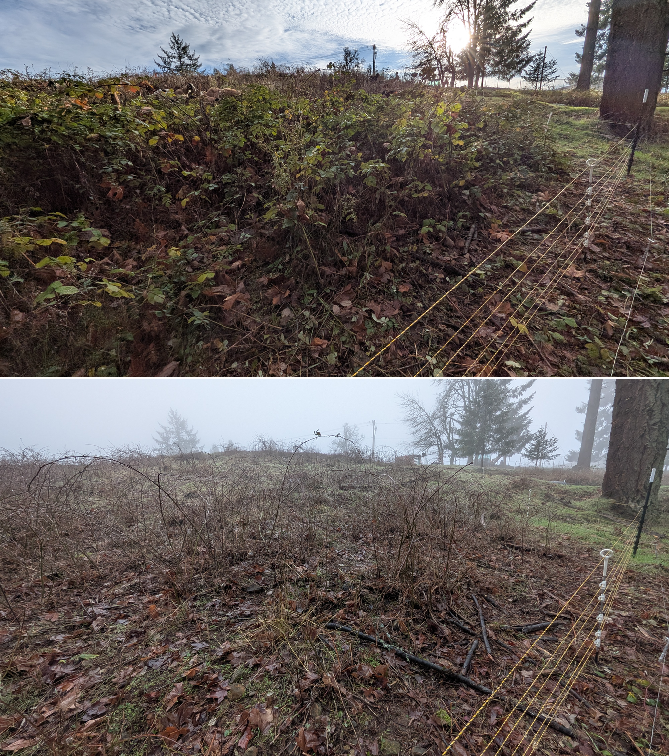 Goat grazing before and after in Springfield, Oregon, 12/01/25, photo 29