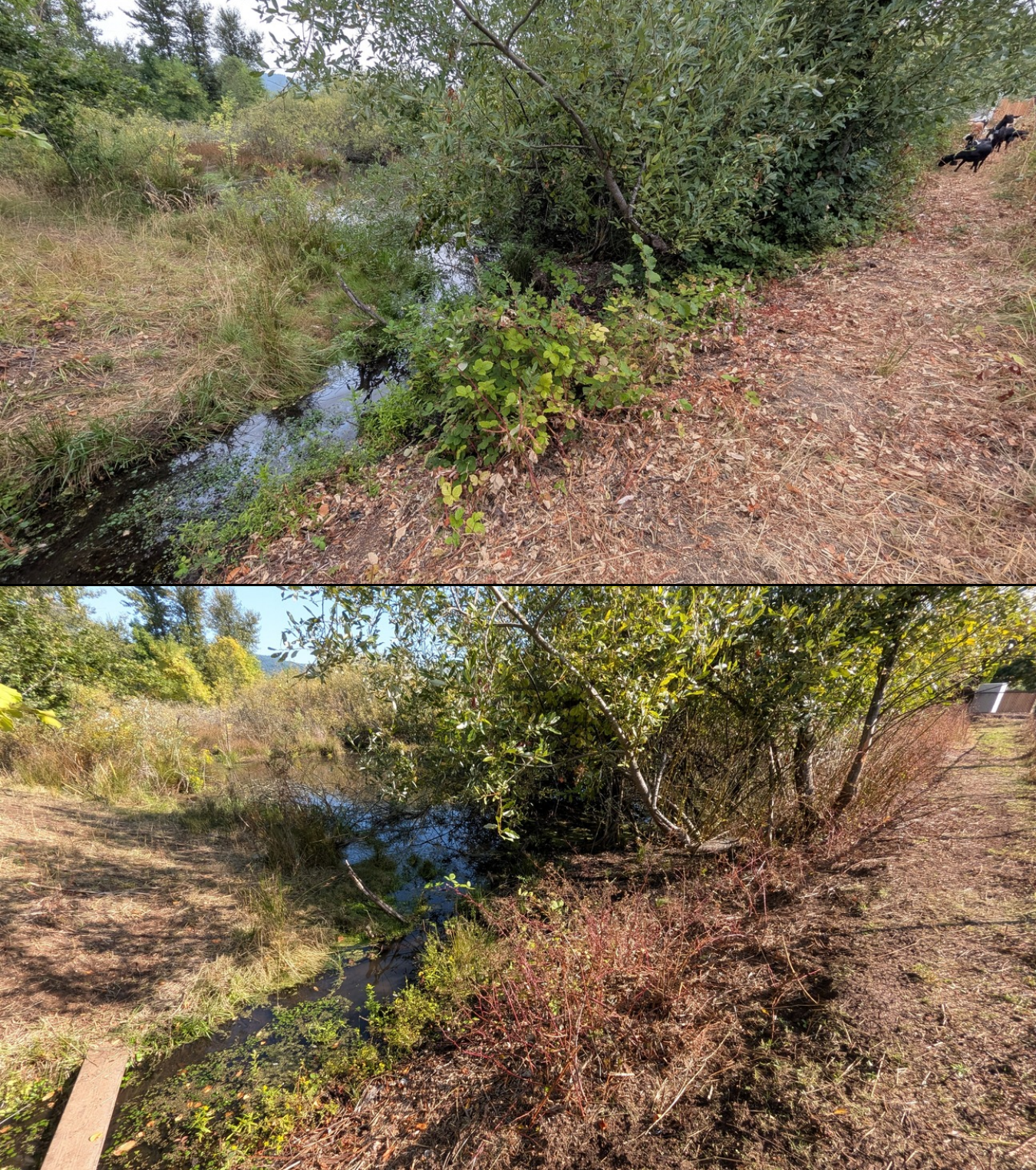 Goat grazing before and after in Springfield, Oregon, 08/16/26, photo 5