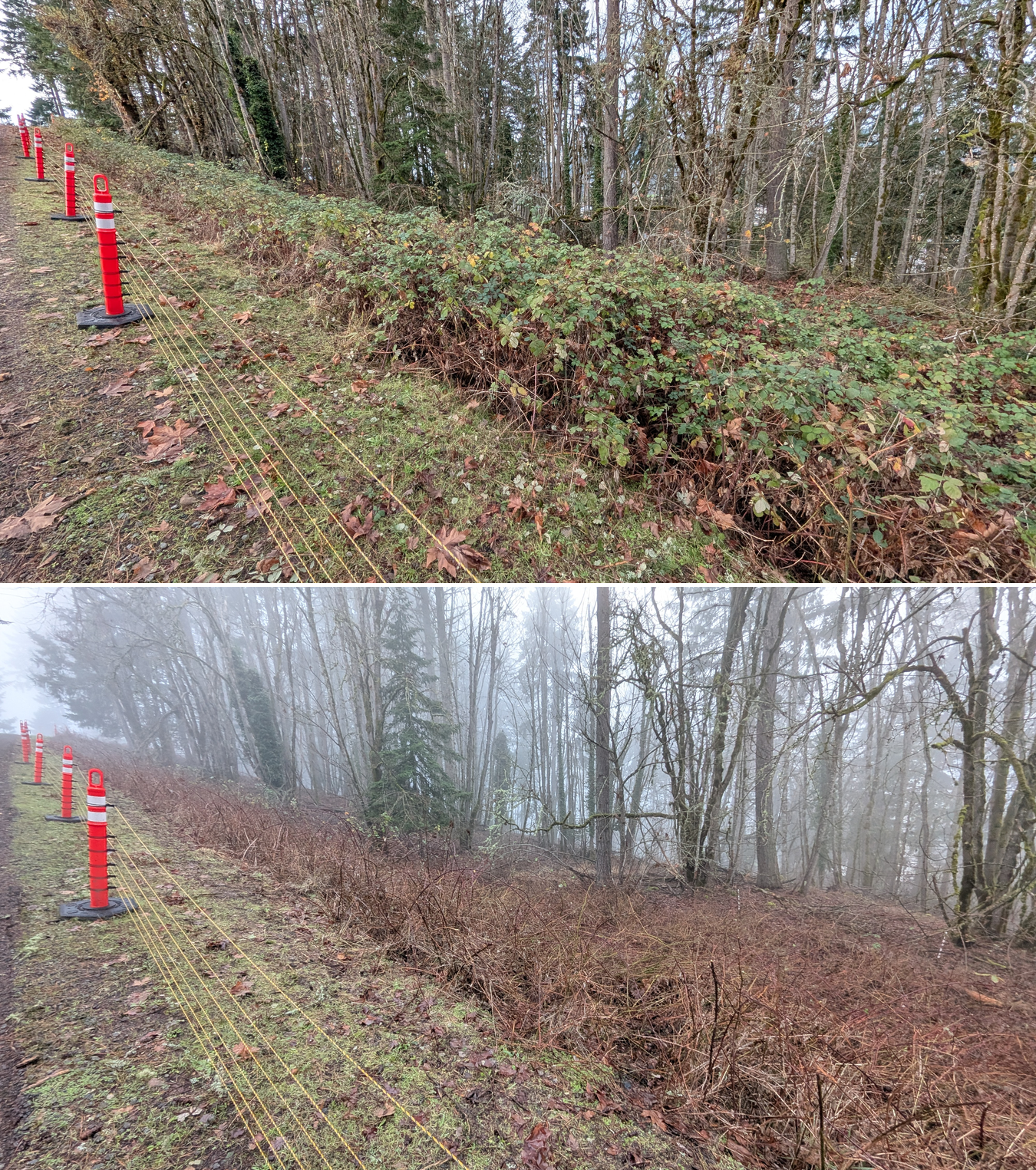 Before and after goat grazing in Lane County, Oregon, 12/01/25, photo 4