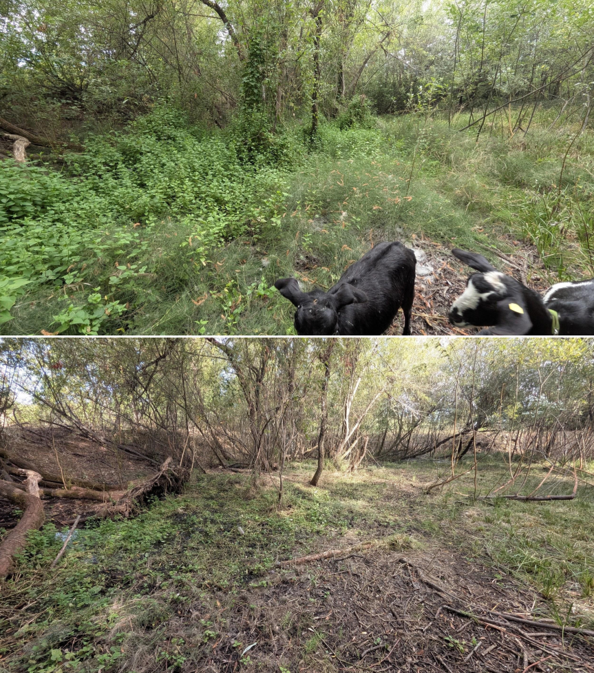 Goat grazing before and after in Springfield, Oregon, 07/25/26, photo 7