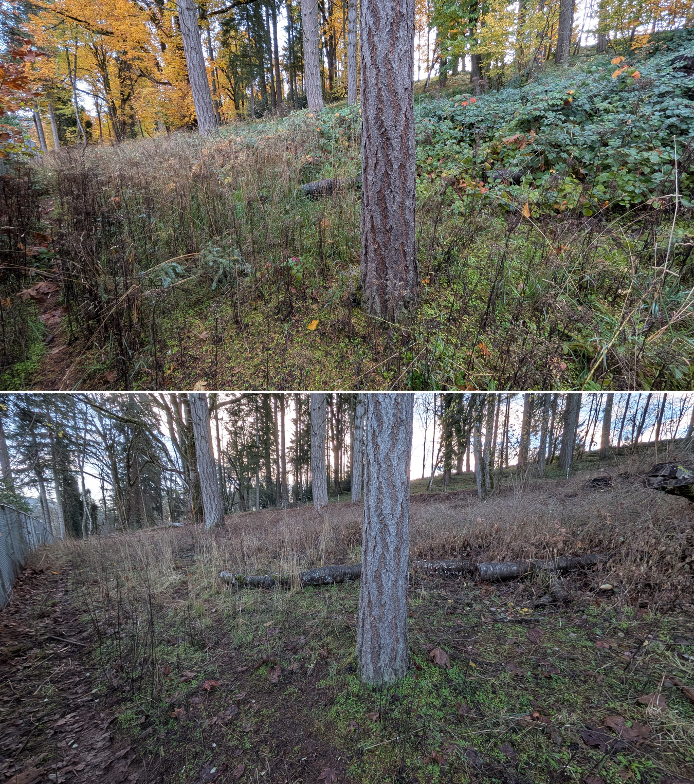 Before and after goat grazing in Lane County, Oregon, 11/01/25, photo 10