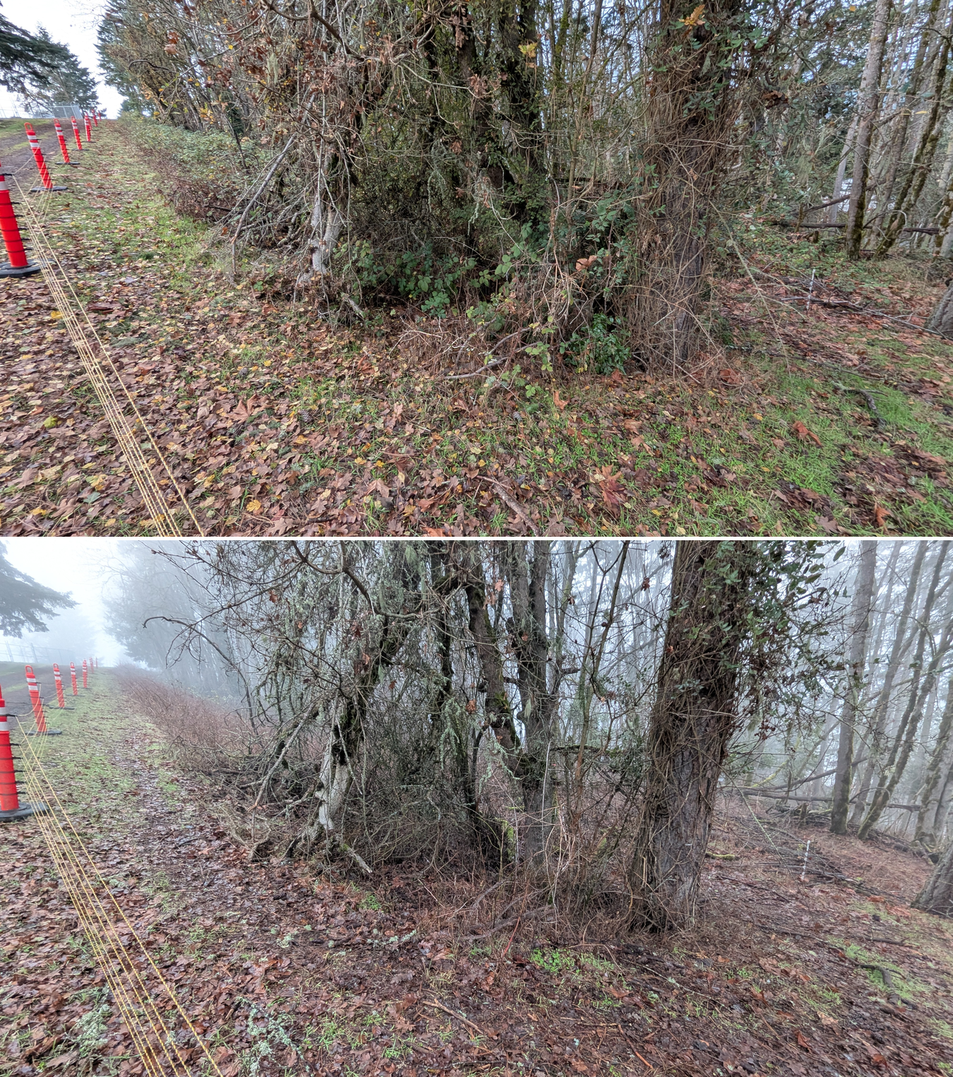 Before and after goat grazing in Lane County, Oregon, 12/01/25, photo 6