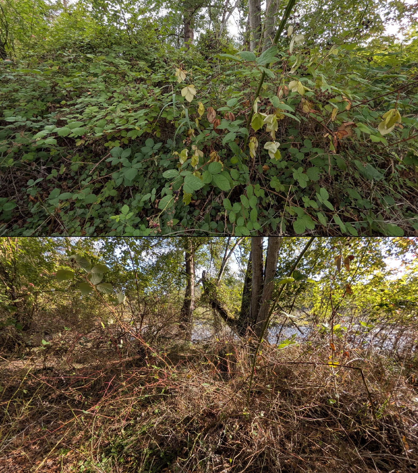 Before and after goat grazing in Lane County, Oregon, 08/27/26, photo 48