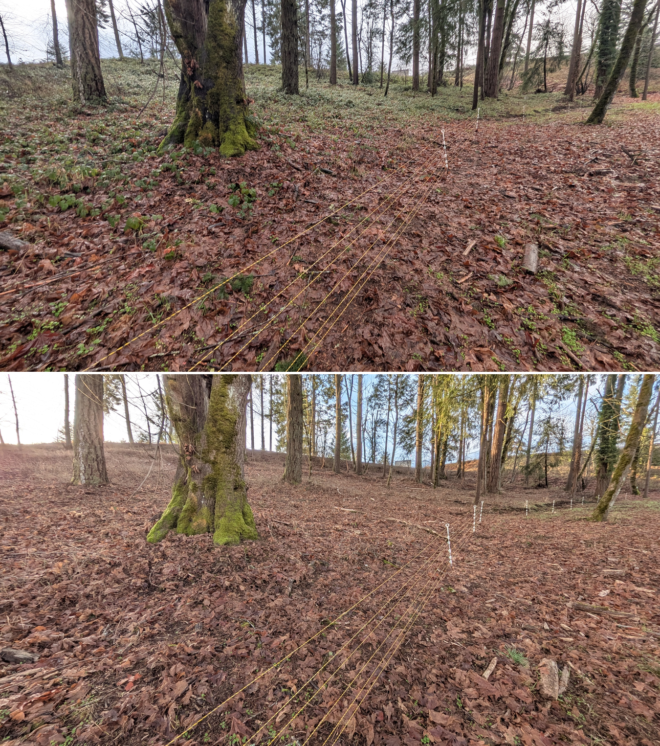 Goat grazing before and after in Springfield, Oregon, 12/23/25, photo 17