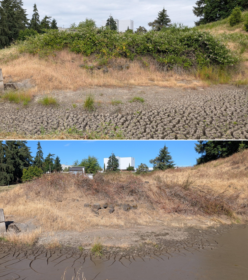 Before and after goat grazing in Lane County, Oregon, 06/05/26, photo 8