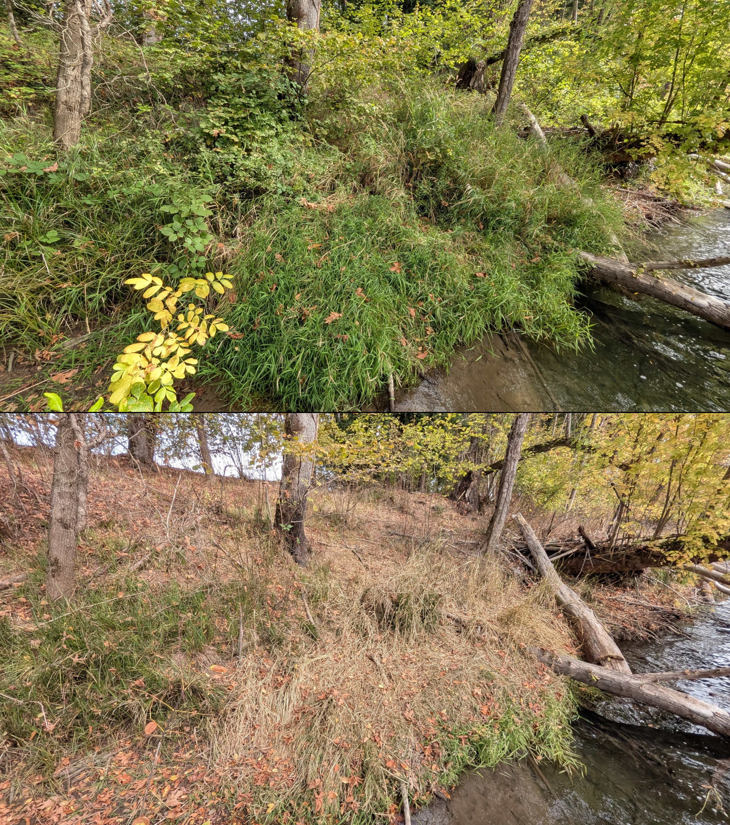 Before and after goat grazing in Lane County, Oregon, 08/27/26, photo 106