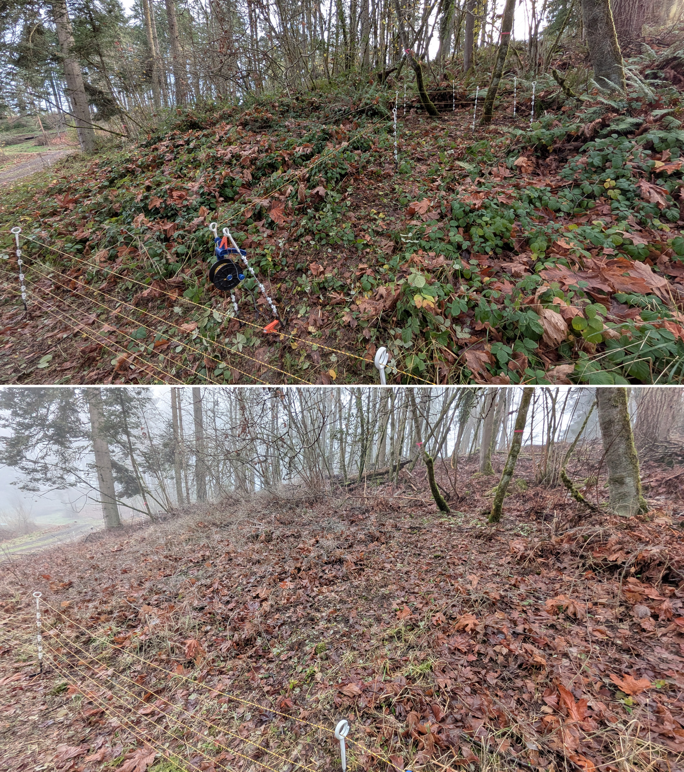Goat grazing before and after in Springfield, Oregon, 12/01/25, photo 11