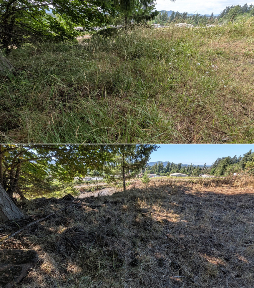 Before and after goat grazing in Lane County, Oregon, 06/05/26, photo 24