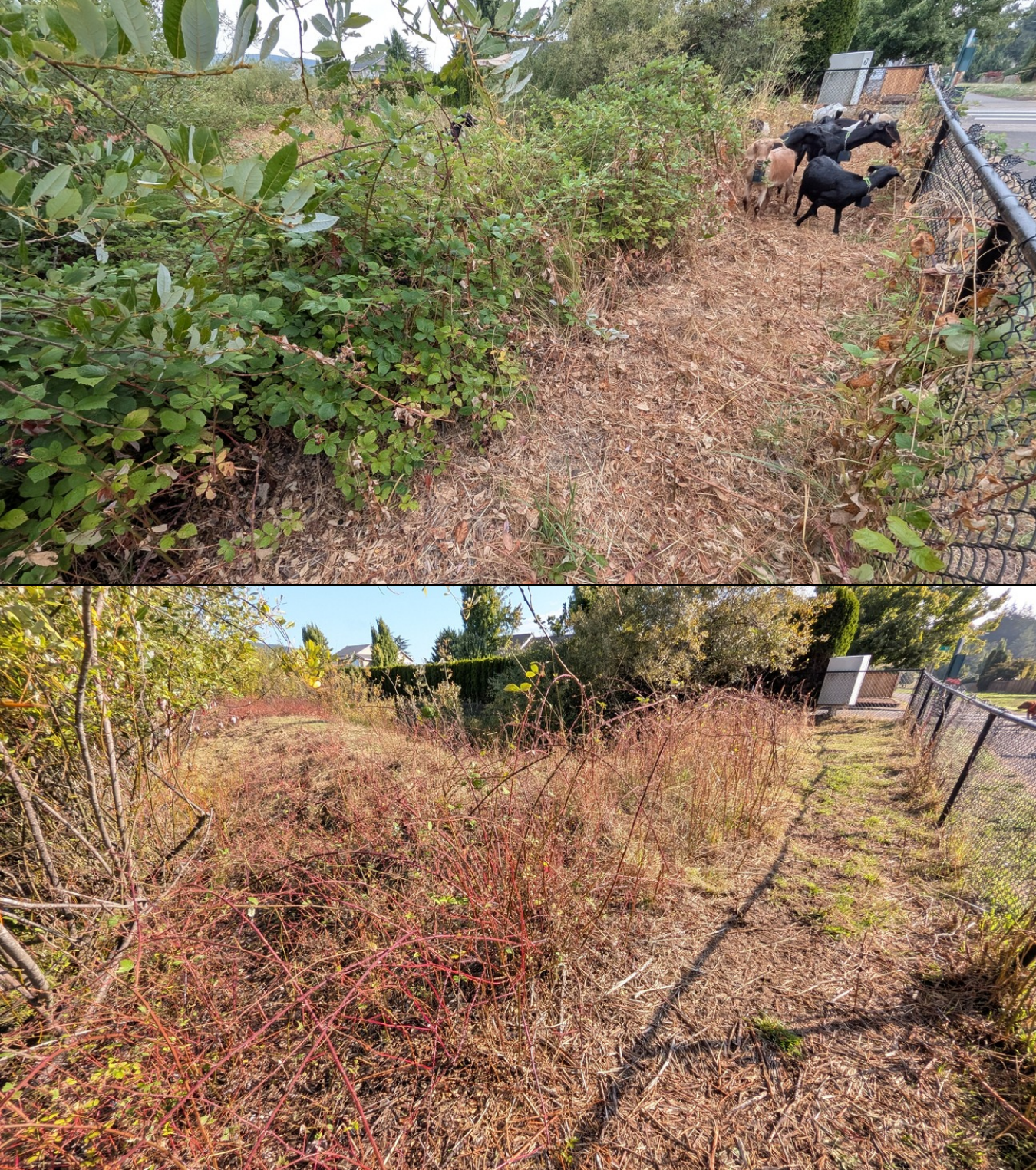 Goat grazing before and after in Springfield, Oregon, 08/16/26, photo 3