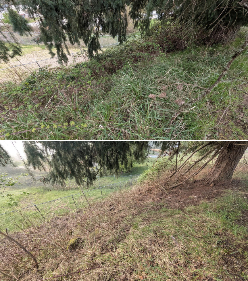 Goat grazing before and after in Springfield, Oregon, 03/30/26, photo 3